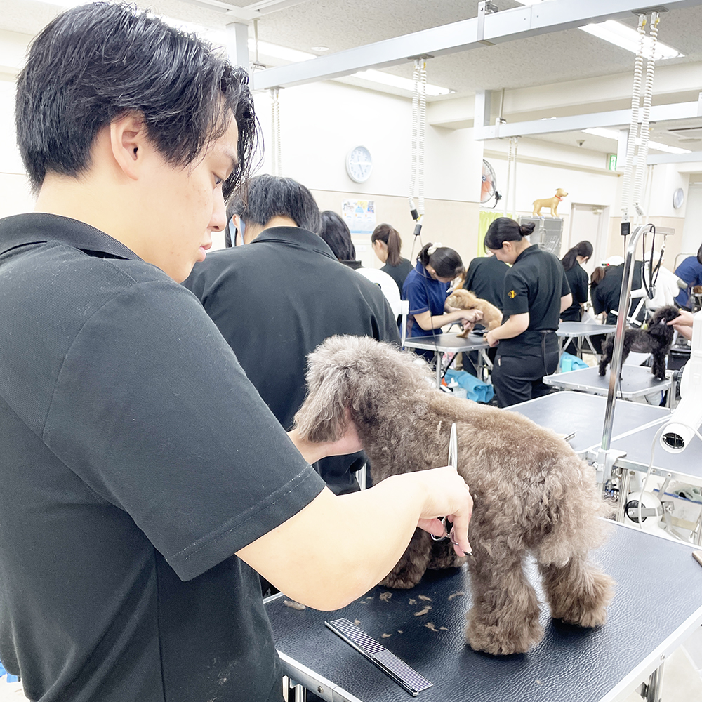 そのままお客様犬のトリミング実習！